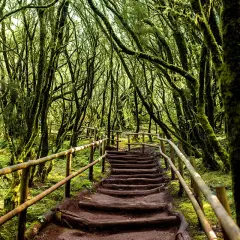 Magiczny las wawrzynowy na La Gomera. Kamienne schody prowadzą przez gęsty, porośnięty mchem las, tworząc jedne z najpiękniejszych atrakcji wyspy.