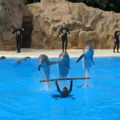 Pokaz delfinów w Loro Parque na Teneryfie. Trenerzy w czarnych strojach i trzy delfiny wykonują akrobacje w basenie.