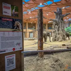Słonie w zoo, ciekawe informacje o nich i inne atrakcje Łódź i okolice.
