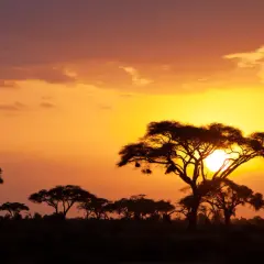 Zachód słońca w Kenii, idealny czas na safari. Sawanna z akacjami w cieniu.