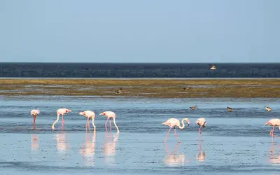 Różowe flamingi brodzą w płytkiej wodzie na wyspie Djerba. W tle ciemne morze i błękitne niebo.