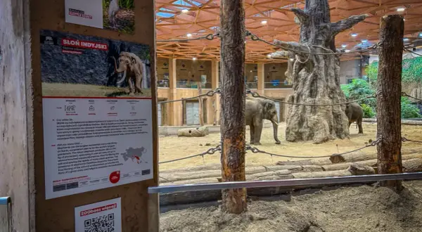 Słonie w zoo, ciekawe informacje o nich i inne atrakcje Łódź i okolice.