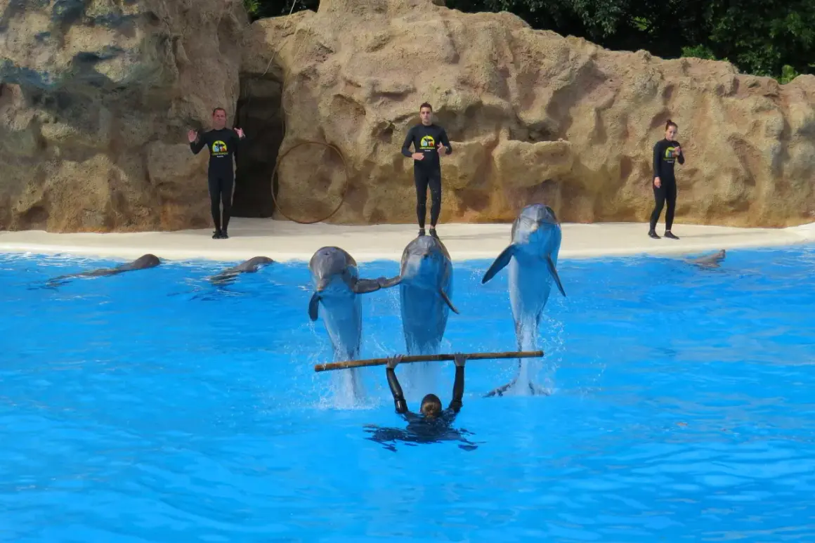Pokaz delfinów w Loro Parque na Teneryfie. Trenerzy w czarnych strojach i trzy delfiny wykonują akrobacje w basenie.