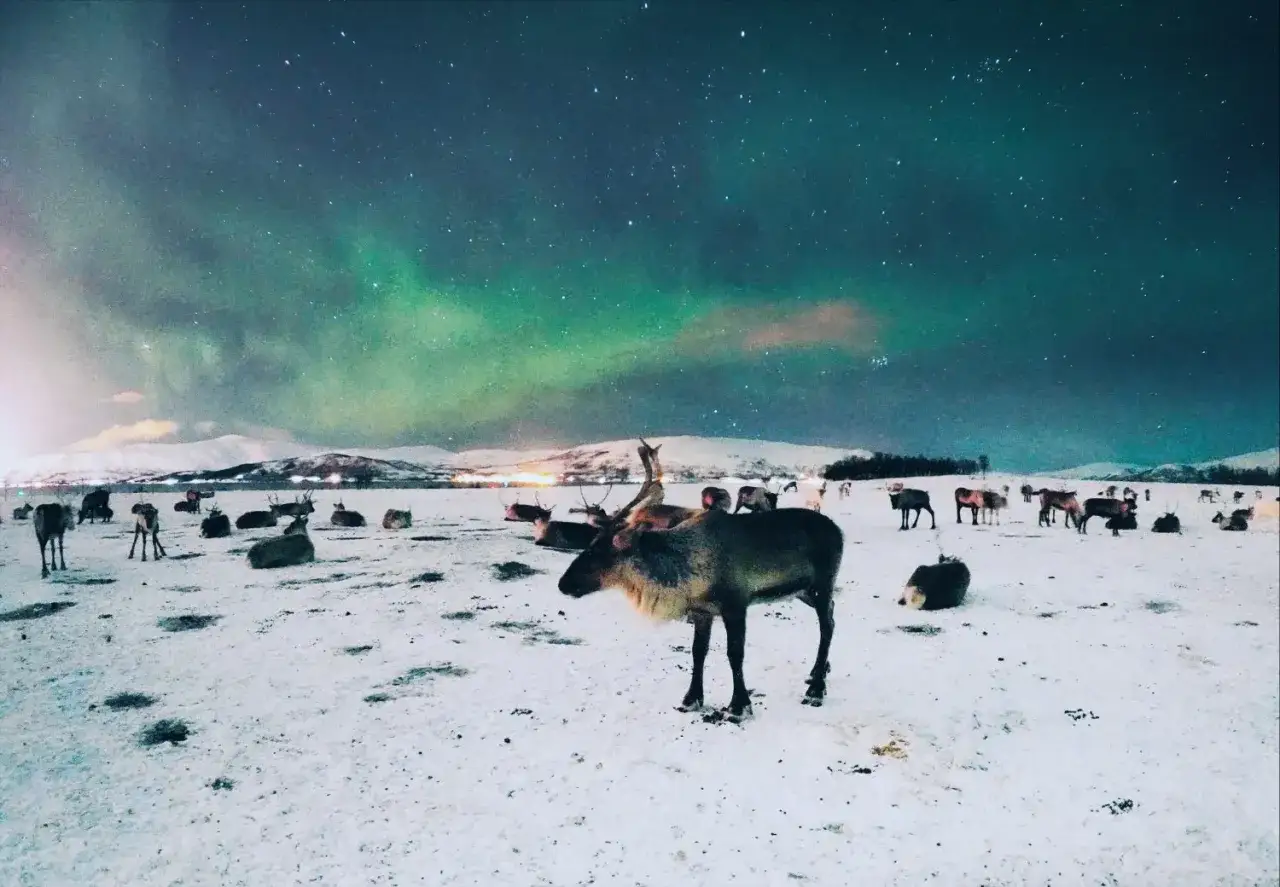 Stado renifer&oacute;w na śniegu pod rozgwieżdżonym niebem i zorzą polarną w Troms&oslash;. Niezapomniane tromso kiedy zorza.