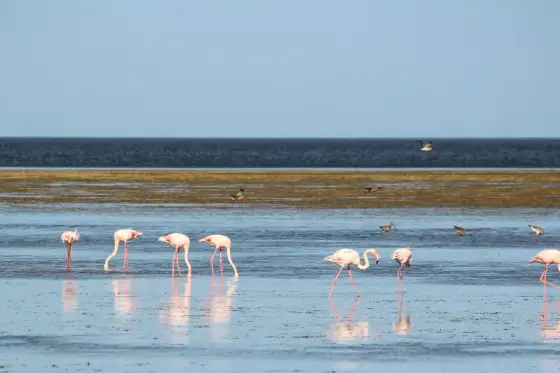 Wyspa Flamingów Djerba - Czy naprawdę warto? Sprawdź!